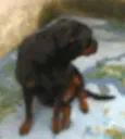 Cachorro raça Rottweiler idade 5 anos nome Thunder e Buran