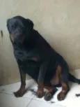 Cachorro raça Rottweiler idade 5 anos nome Thunder e Buran