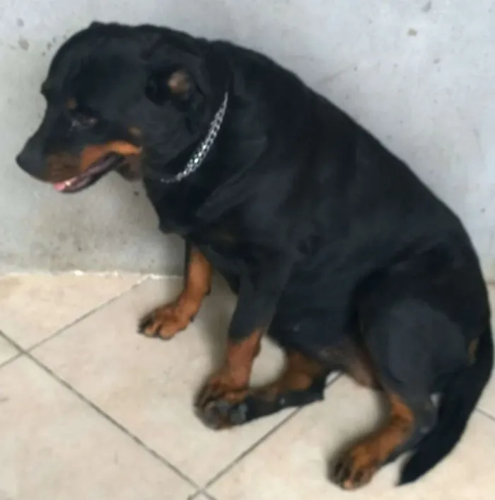 Cachorro raça Rottweiler idade 5 anos nome Thunder e Buran