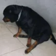 Cachorro raça Rottweiler idade 5 anos nome Thunder e Buran