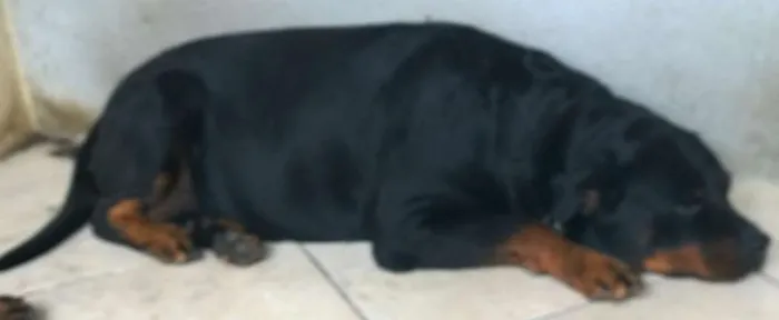 Cachorro raça Rottweiler idade 5 anos nome Thunder e Buran