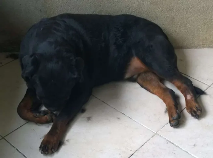 Cachorro raça Rottweiler idade 5 anos nome Thunder e Buran