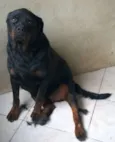 Cachorro raça Rottweiler idade 5 anos nome Thunder e Buran