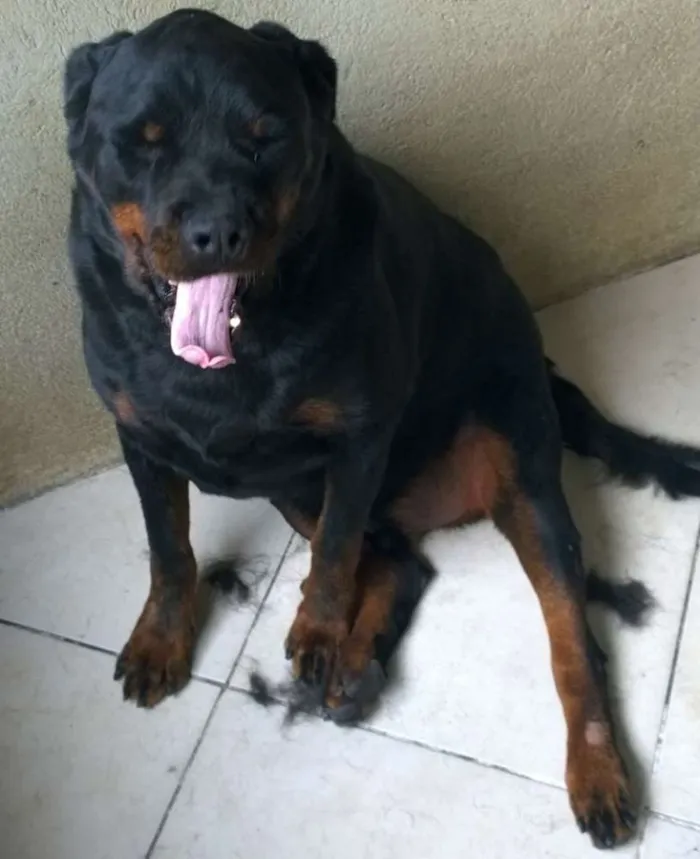 Cachorro raça Rottweiler idade 5 anos nome Thunder e Buran