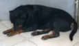 Cachorro raça Rottweiler idade 5 anos nome Thunder e Buran