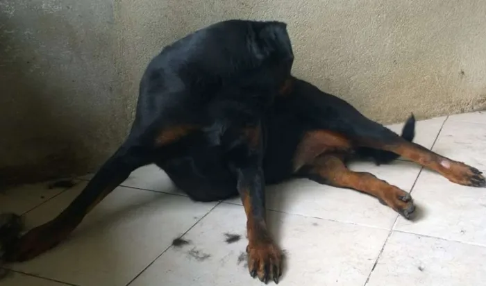 Cachorro raça Rottweiler idade 5 anos nome Thunder e Buran