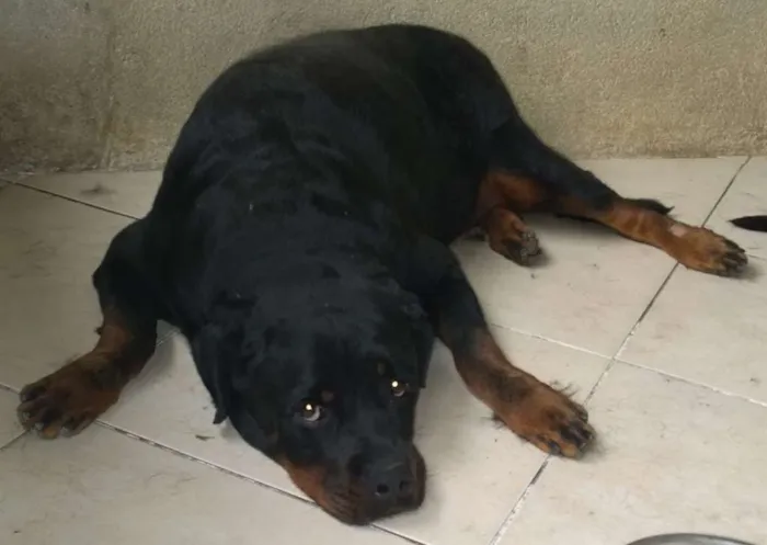 Cachorro raça Rottweiler idade 5 anos nome Thunder e Buran