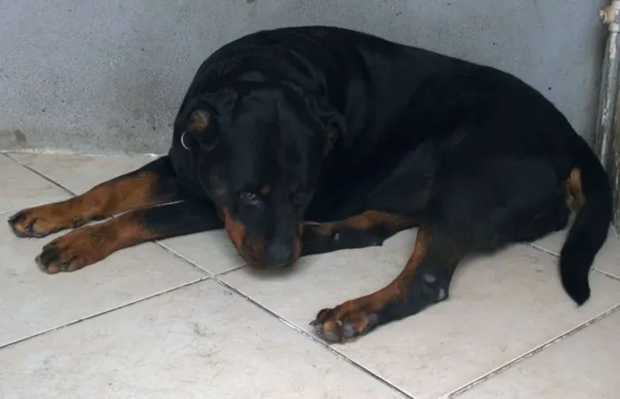 Cachorro raça Rottweiler idade 5 anos nome Thunder e Buran