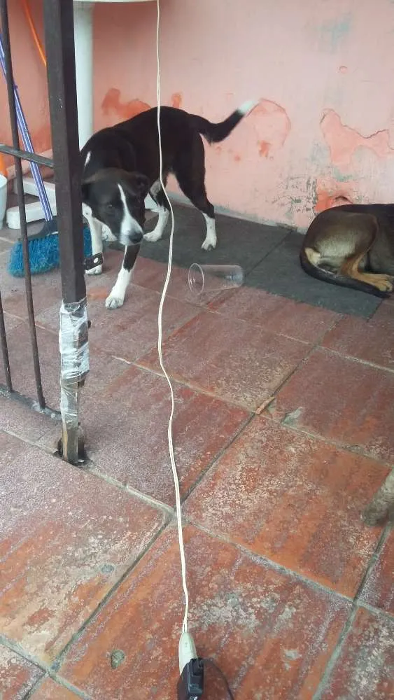 Cachorro ra a Misturado idade 2 anos nome Bidu