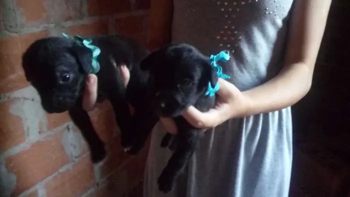 Cachorro ra a SRD idade Abaixo de 2 meses nome sem nome
