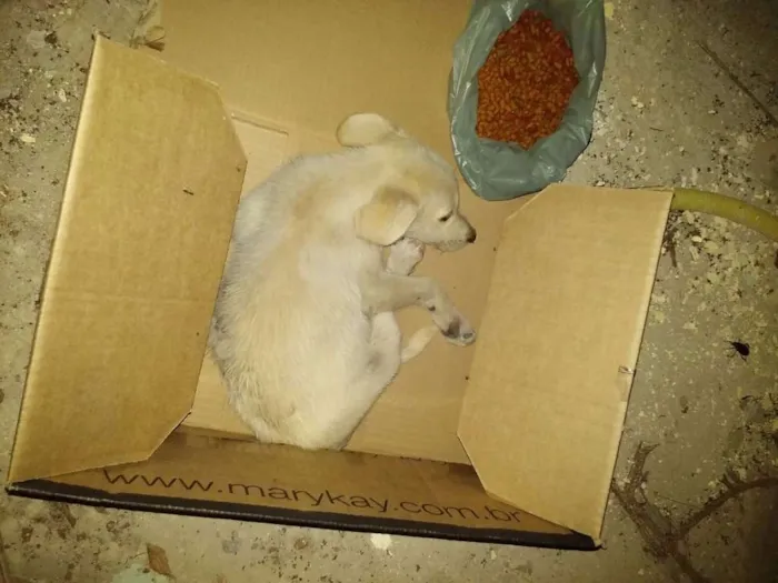Cachorro raça  idade 2 a 6 meses nome VALENTE