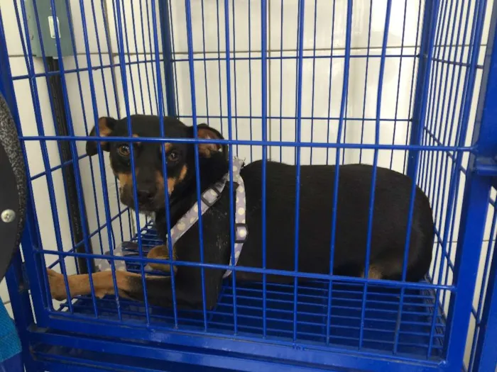 Cachorro ra a SRD idade 2 anos nome Pequena