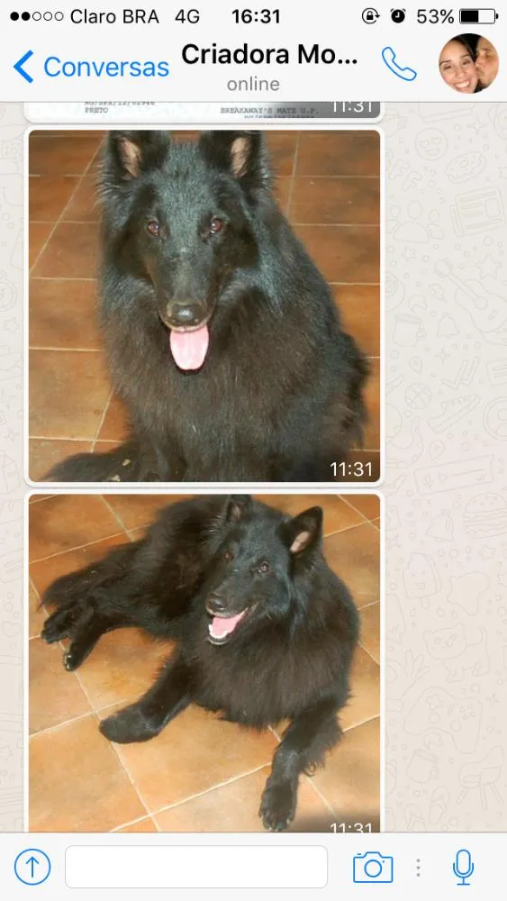 Cachorro ra a Pastor Belga idade 1 ano nome Pastor