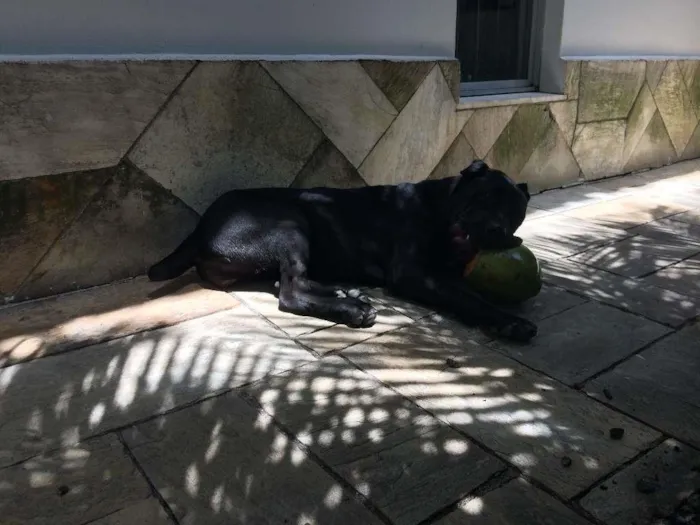 Cachorro ra a CANI CORSO idade 7 a 11 meses nome CANI CORSO