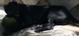 CANI CORSO