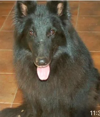 Cachorro ra a Pastor Belga idade 1 ano nome Pastor