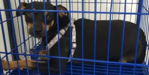 Cachorro raça SRD idade 2 anos nome Pequena