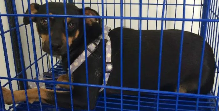 Cachorro ra a SRD idade 2 anos nome Pequena