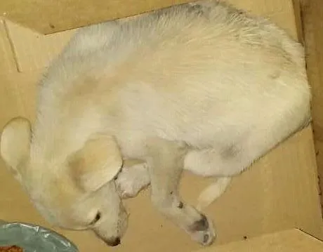 Cachorro raça  idade 2 a 6 meses nome VALENTE