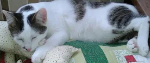 Gato raça Indefinida  idade 7 a 11 meses nome Eeve