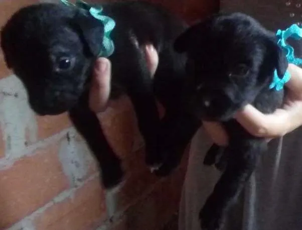 Cachorro ra a SRD idade Abaixo de 2 meses nome sem nome