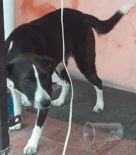 Cachorro raça Misturado idade 2 anos nome Bidu