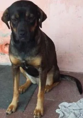 Cachorro ra a Misturada idade 1 ano nome Lesi
