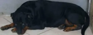 Cachorro raça Rottweiler idade 5 anos nome Thunder e Buran