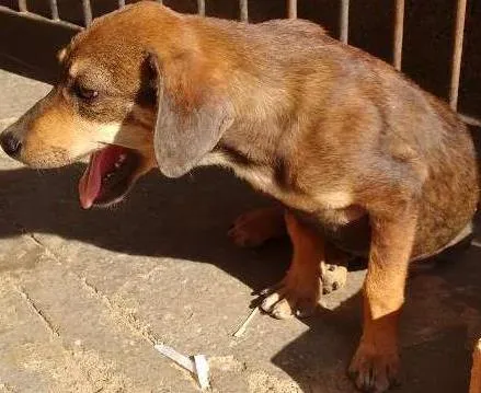 Cachorro ra a Vira lata idade 7 a 11 meses nome Pequeno