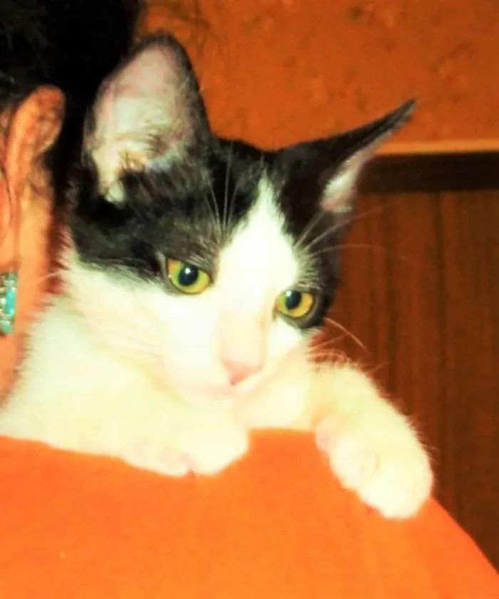 Gato ra a SRD idade 2 a 6 meses nome Alfred