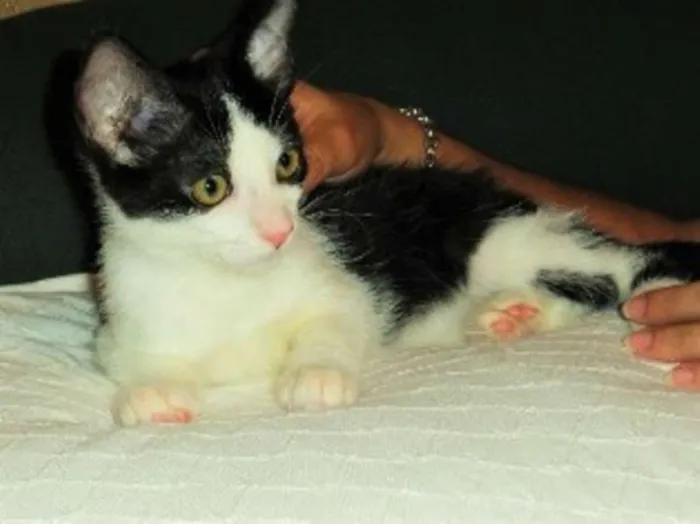 Gato ra a SRD idade 2 a 6 meses nome Alfred