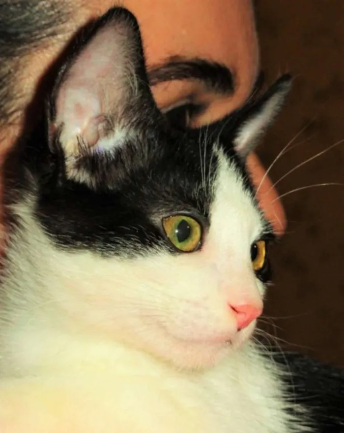Gato ra a SRD idade 2 a 6 meses nome Alfred
