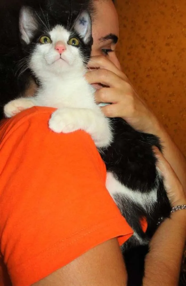 Gato ra a SRD idade 2 a 6 meses nome Alfred