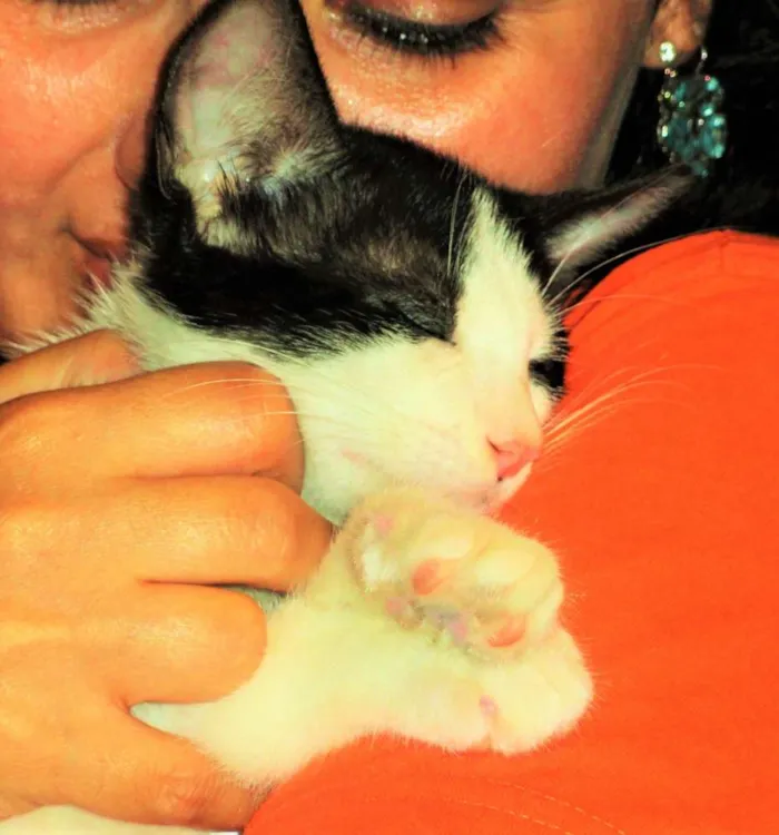 Gato ra a SRD idade 2 a 6 meses nome Alfred