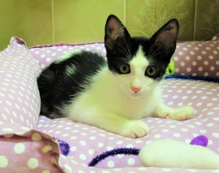 Gato ra a SRD idade 2 a 6 meses nome Alfred