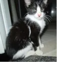 Bandi