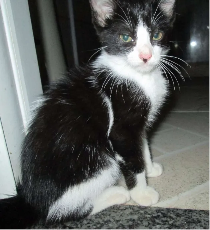 Gato ra a Viralata idade 2 a 6 meses nome Bandi