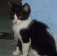 Bandi