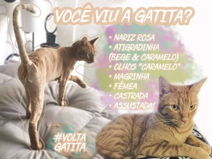 Gato ra a idefinida é castrada idade 3 anos nome gatita