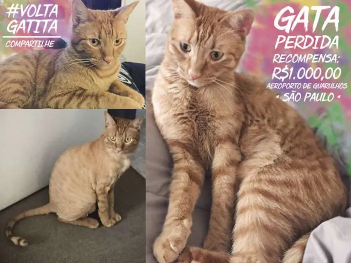 Gato ra a idefinida é castrada idade 3 anos nome gatita