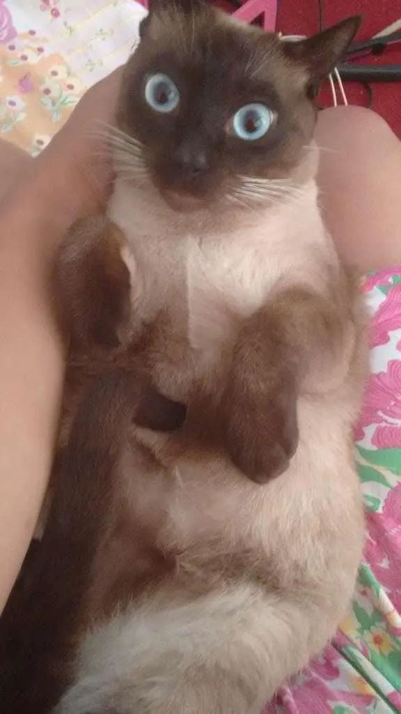 Gato ra a idefinida idade 2 a 6 meses nome Ninho