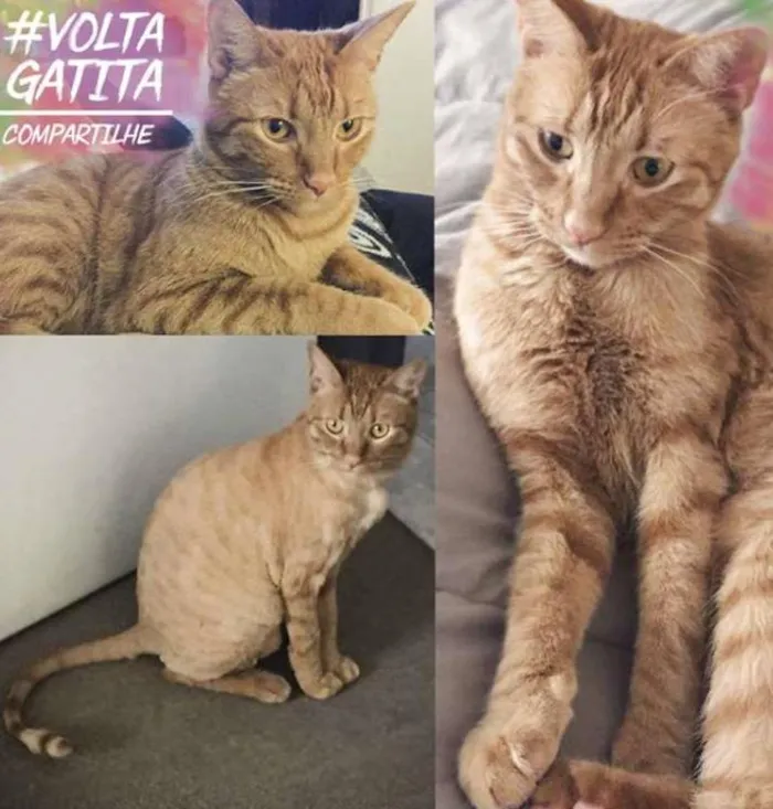 Gato ra a idefinida é castrada idade 3 anos nome gatita