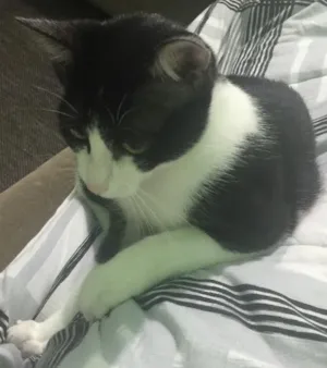 Gato raça Indefinida idade 7 a 11 meses nome Peppa