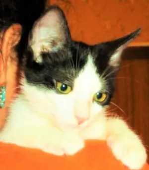 Gato raça SRD idade 2 a 6 meses nome Alfred