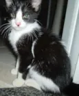 Bandi