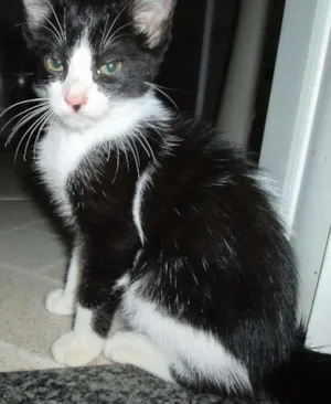 Gato raça Viralata idade 2 a 6 meses nome Bandi