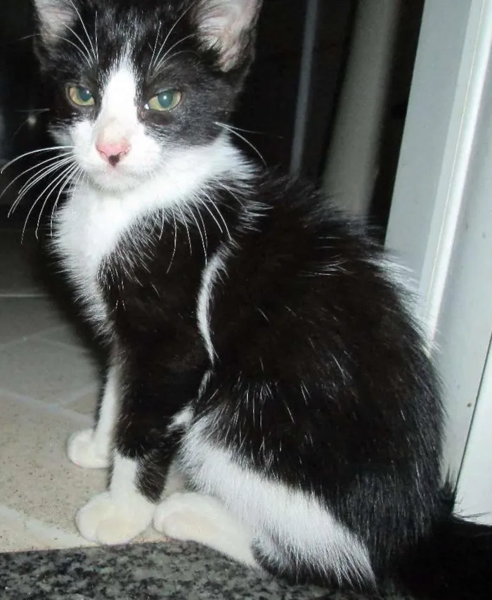 Gato ra a Viralata idade 2 a 6 meses nome Bandi