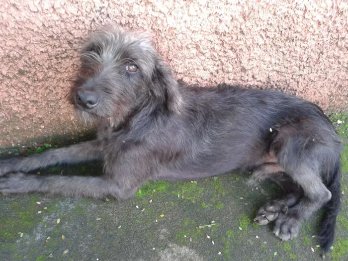 Cachorro ra a Sem raça idade 4 anos nome Sem Nome