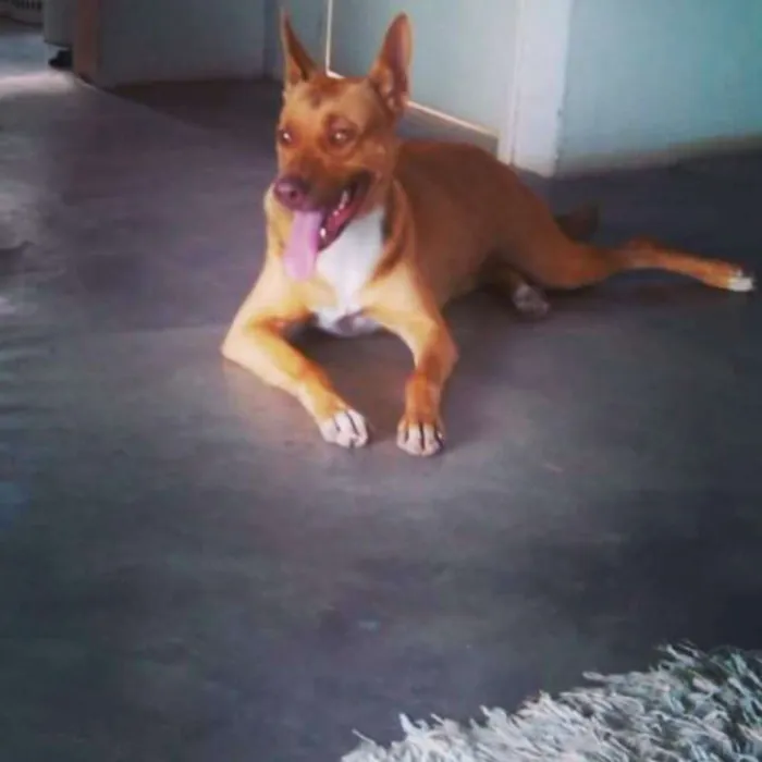 Cachorro raça Mista. Pitibull com Pastor idade 2 a 6 meses nome Kika
