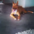 Kika